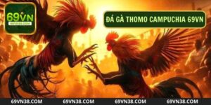 Bạn Biết Gì Về Đá Gà Thomo Campuchia? Tìm Hiểu Chi Tiết